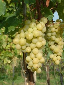 chardonnay grape